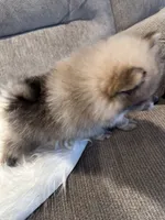 Wolf, a male Pomeranian for sale in Decatur, AL – Photo 3 of 5