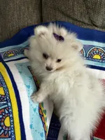 Purple Girl, a female Pomeranian for sale in Decatur, AL – 2 of 3