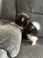  Brownie, a male Pomeranian for sale in Decatur, AL – 2 of 2