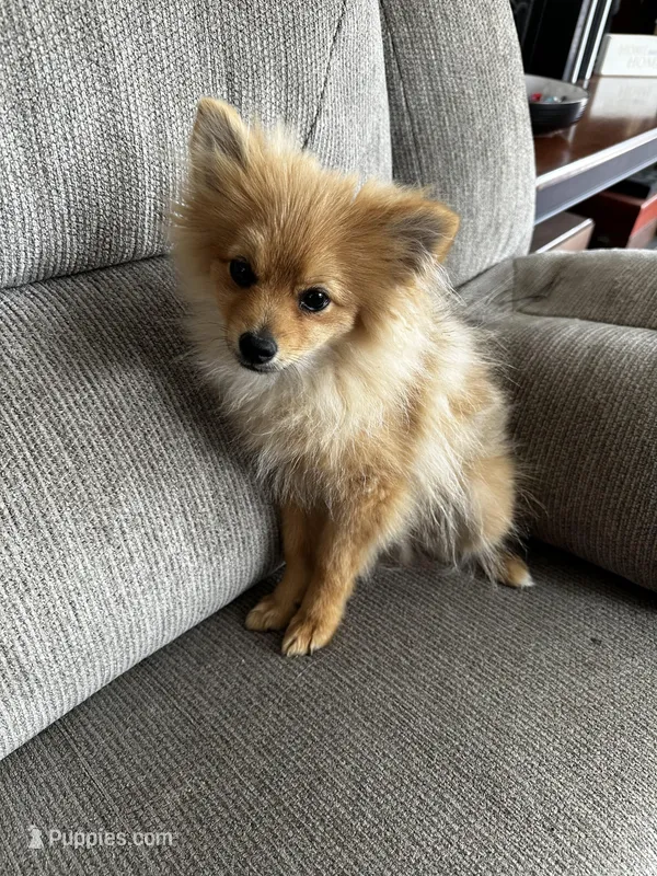 Henry – Pomeranian puppy for sale in Decatur, AL