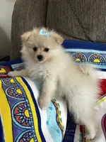 Blue Girl, a female Pomeranian for sale in Decatur, AL – 3 of 3