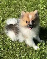 Timmy , a male Pomeranian for sale in Petersburg, OH – 1 of 3