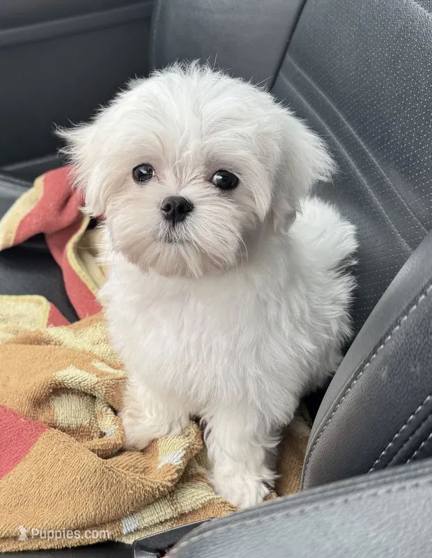 Molly  – Maltese puppy for sale in Petersburg, OH