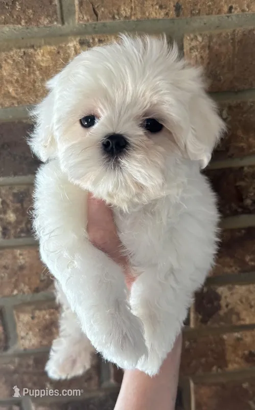 Annabelle , a female Maltese for sale in Petersburg, OH – Photo 1 of 2