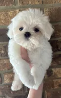 Annabelle , a female Maltese for sale in Petersburg, OH – Photo 1 of 2