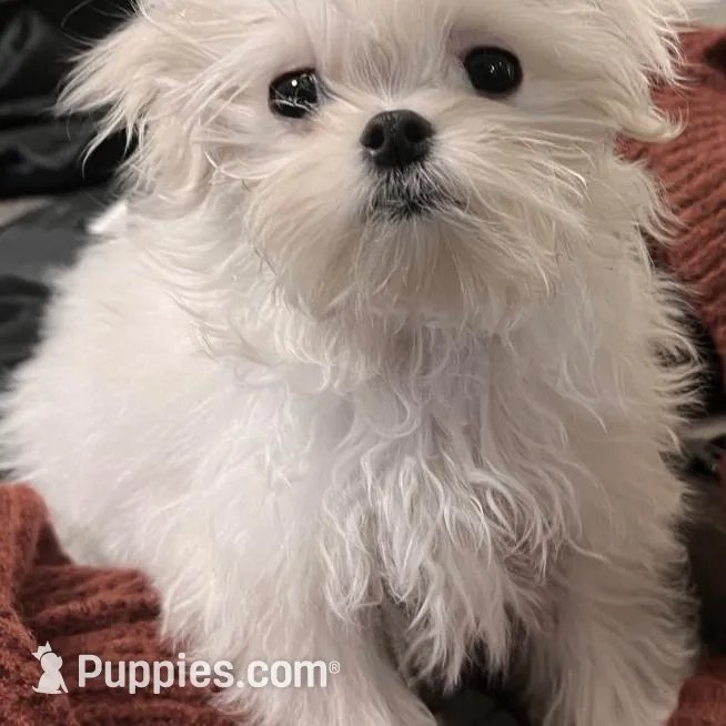 Annabelle , a female Maltese for sale in Petersburg, OH – Photo 2 of 3