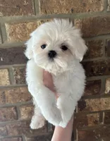 Annabelle , a female Maltese for sale in Petersburg, OH – Photo 2 of 2