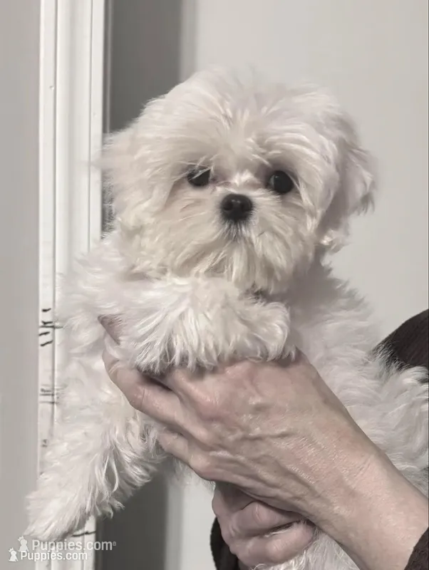 Annabelle  – Maltese puppy for sale in Petersburg, OH