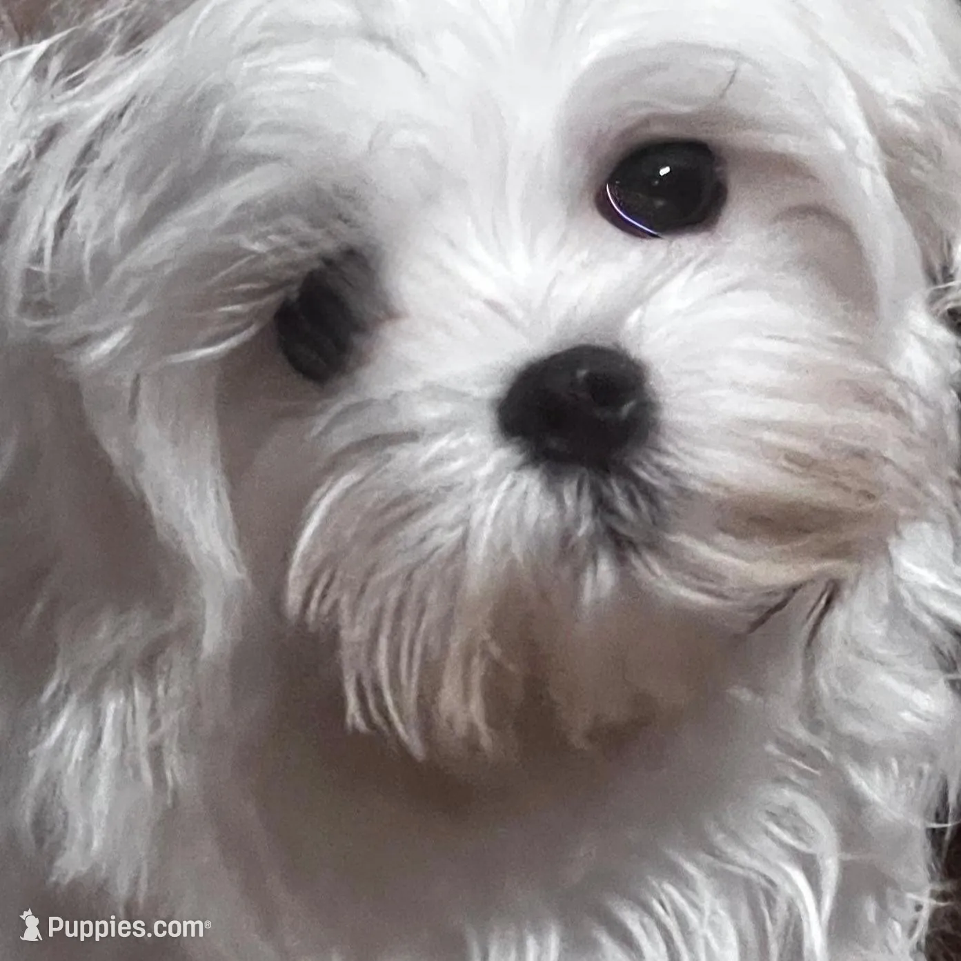 Annabelle , a female Maltese for sale in Petersburg, OH – Photo 3 of 3