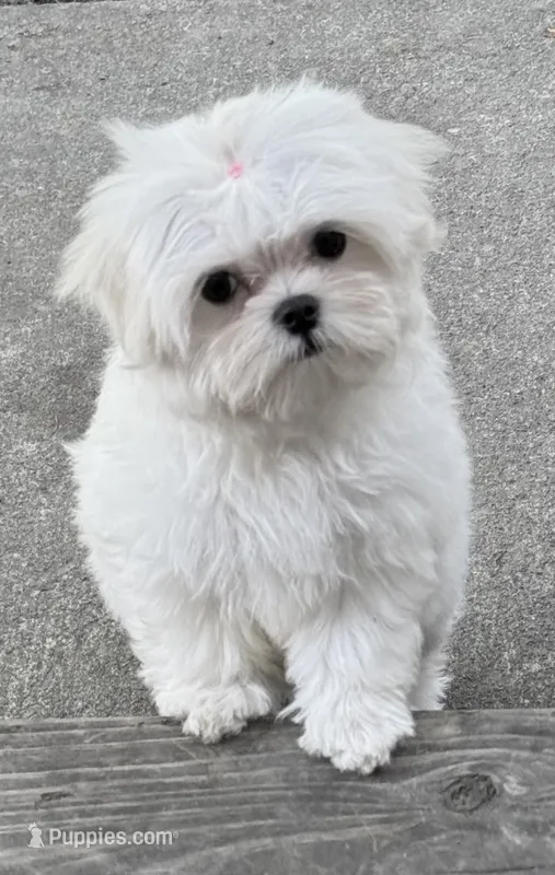 Molly  – Maltese puppy for sale in Petersburg, OH