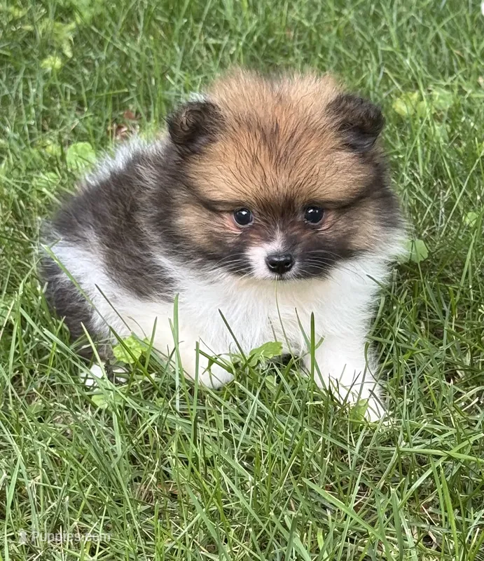 Tina  – Pomeranian puppy for sale in Petersburg, OH