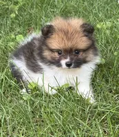 Tina , a female Pomeranian for sale in Petersburg, OH – 1 of 2