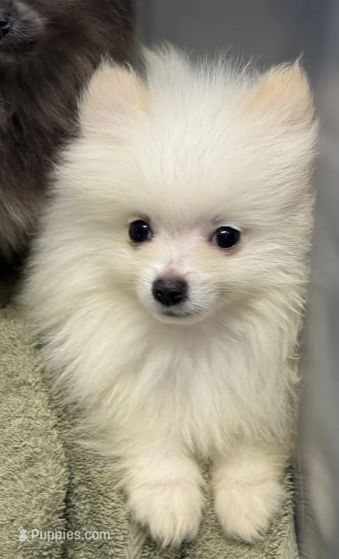Sawyer  – Pomeranian puppy for sale in Petersburg, OH