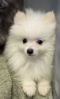 Sawyer , a male Pomeranian for sale in Petersburg, OH – 1 of 1