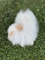 Sawyer , a male Pomeranian for sale in Petersburg, OH – 5 of 6