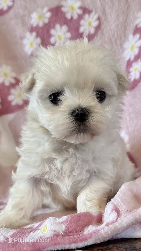 Muffy – Maltese puppy for sale in Petersburg, OH