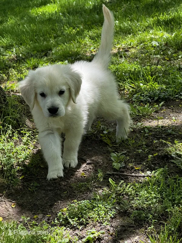 Link  – English Cream Golden Retriever puppy for sale in Petersburg, OH