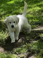 Link , a male English Cream Golden Retriever for sale in Petersburg, OH – 1 of 1