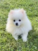 Sawyer , a male Pomeranian for sale in Petersburg, OH – 1 of 6
