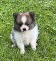 Tommi , a male Pomeranian for sale in Petersburg, OH – 2 of 2