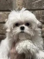 Molly - Dad Korean import , a female Maltese for sale in Petersburg, OH – 4 of 4
