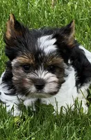 Reed , a male Biewer for sale in Petersburg, OH – 2 of 3