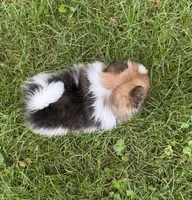 Timmy , a male Pomeranian for sale in Petersburg, OH – 2 of 2