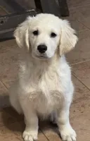 Purple Girl , a female English Cream Golden Retriever for sale in Petersburg, OH – Photo 2 of 2