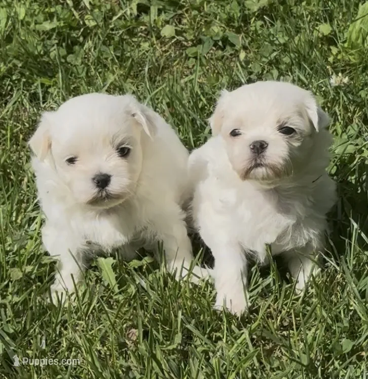 Girls  – Maltese puppy for sale in Petersburg, OH