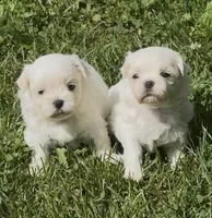 Girls , a female Maltese for sale in Petersburg, OH – 1 of 1