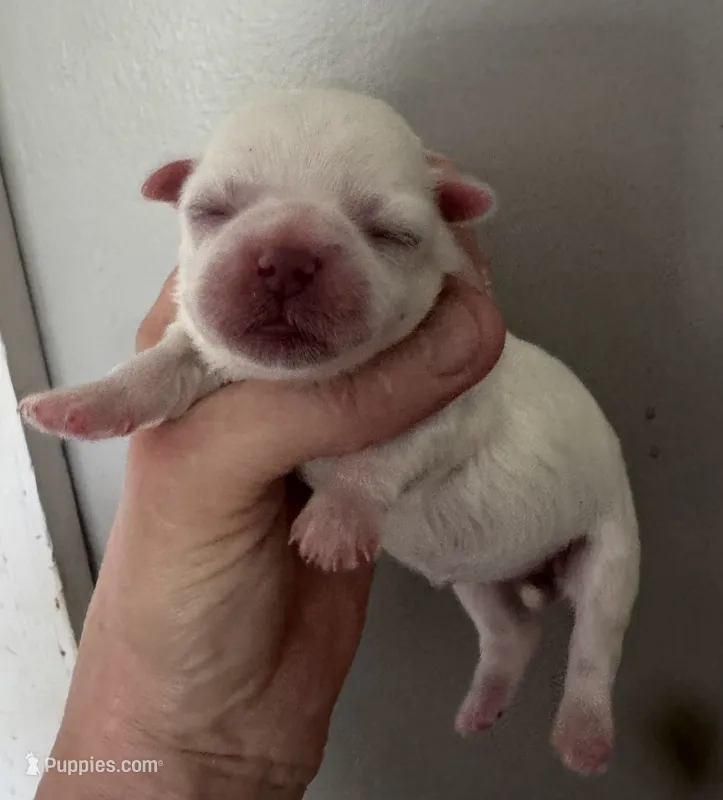 Millie  – Maltese puppy for sale in Petersburg, OH