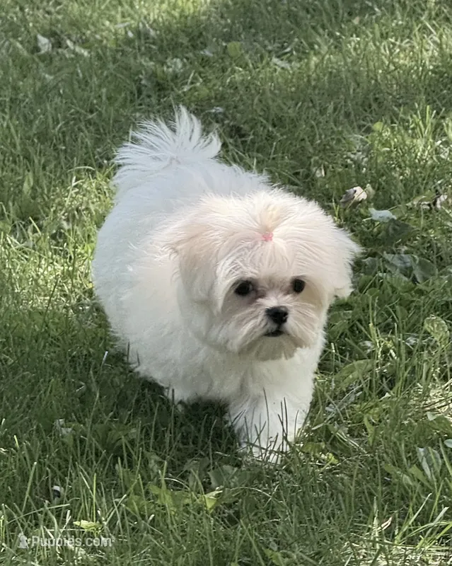 Molly  – Maltese puppy for sale in Petersburg, OH