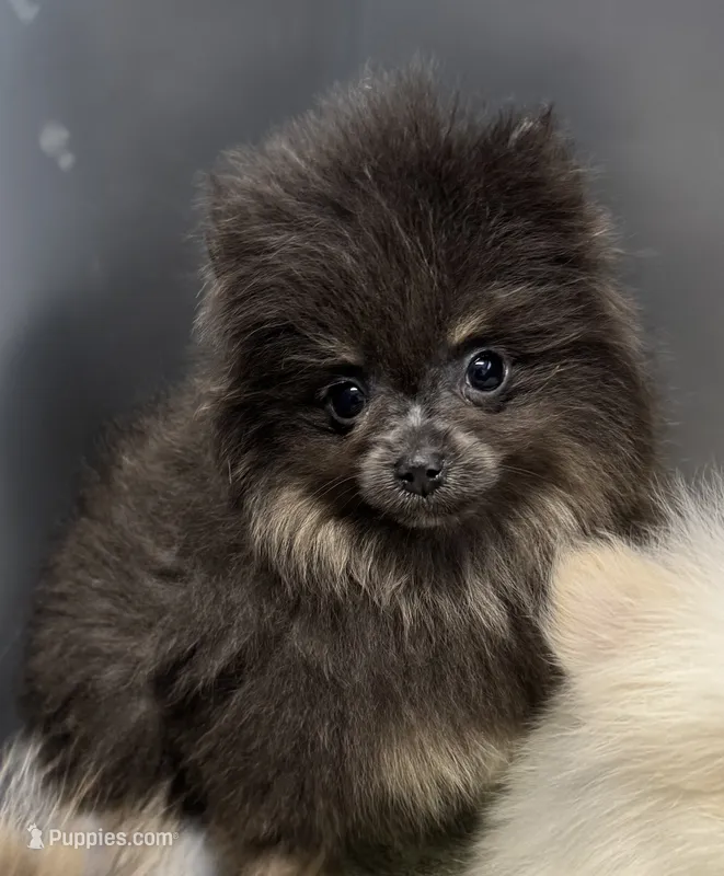 Sophie  – Pomeranian puppy for sale in Petersburg, OH