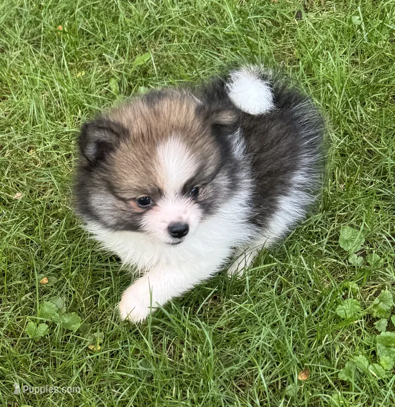 Tommi  – Pomeranian puppy for sale in Petersburg, OH