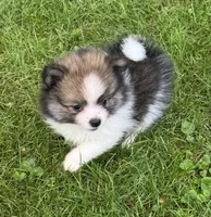 Tommi , a male Pomeranian for sale in Petersburg, OH – 1 of 2