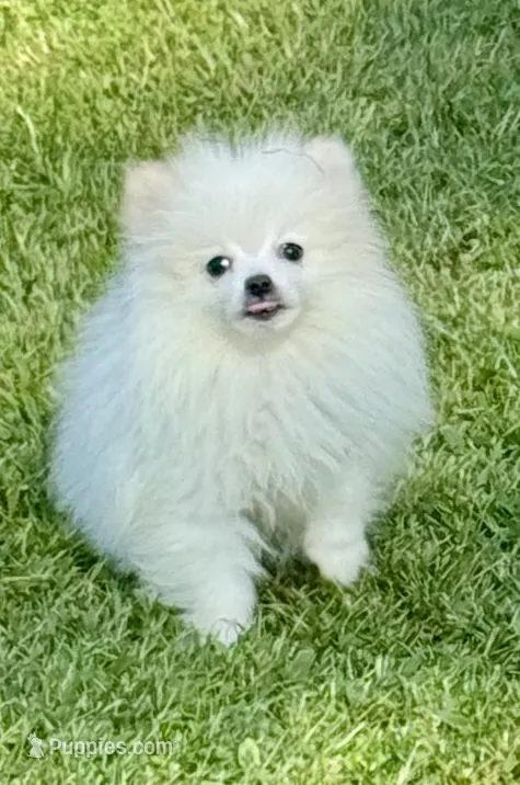 Sawyer  – Pomeranian puppy for sale in Petersburg, OH