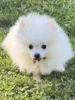 Sawyer , a male Pomeranian for sale in Petersburg, OH – 6 of 6