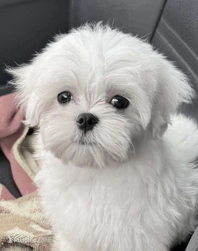 Molly  – Maltese puppy for sale in Petersburg, OH