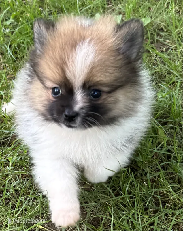 Timmy  – Pomeranian puppy for sale in Petersburg, OH