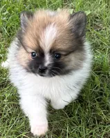 Timmy , a male Pomeranian for sale in Petersburg, OH – 1 of 2