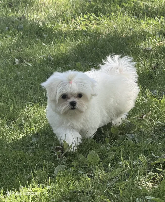Molly  – Maltese puppy for sale in Petersburg, OH