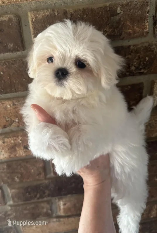 Arianna , a female Maltese for sale in Petersburg, OH – Photo 1 of 1
