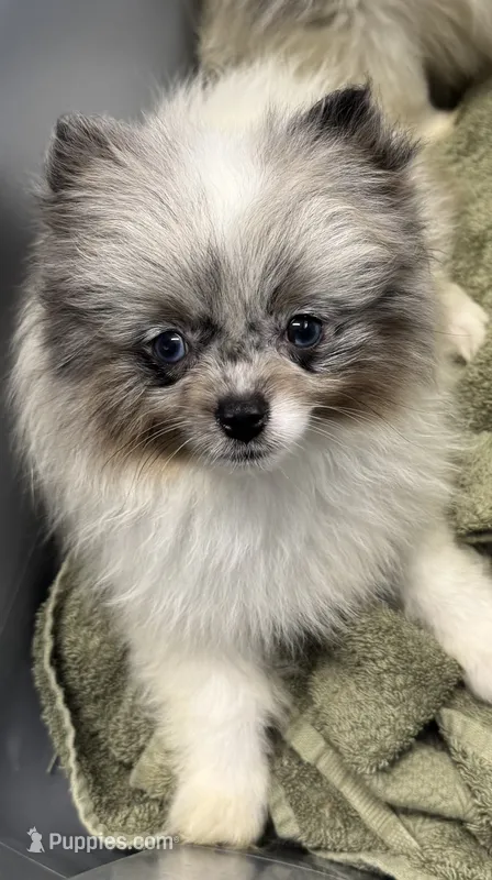Sadie  – Pomeranian puppy for sale in Petersburg, OH