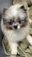 Sadie , a female Pomeranian for sale in Petersburg, OH – 1 of 1