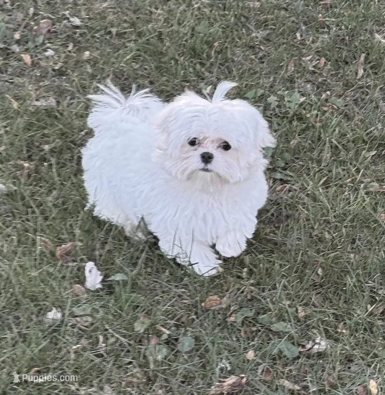Molly  – Maltese puppy for sale in Petersburg, OH