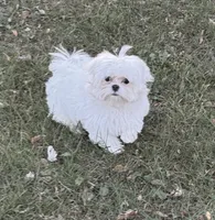 Molly - Dad Korean import , a female Maltese for sale in Petersburg, OH – 1 of 4