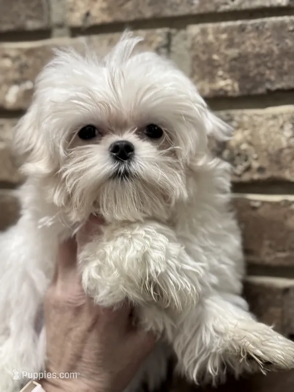 Molly - Dad Korean import  – Maltese puppy for sale in Petersburg, OH