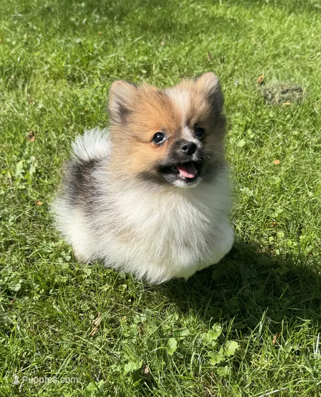 Timmy  – Pomeranian puppy for sale in Petersburg, OH