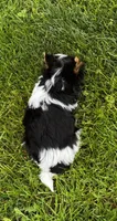 Reed , a male Biewer for sale in Petersburg, OH – 3 of 3