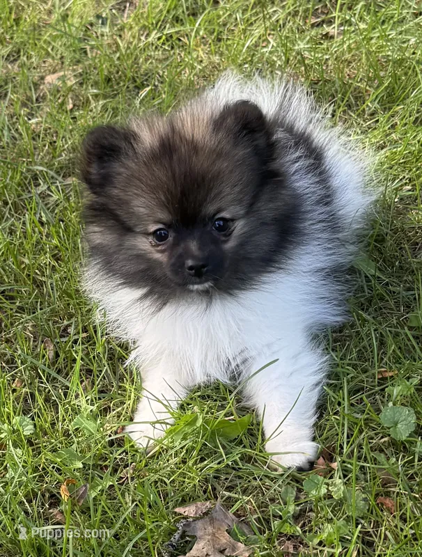 Trinity  – Pomeranian puppy for sale in Petersburg, OH